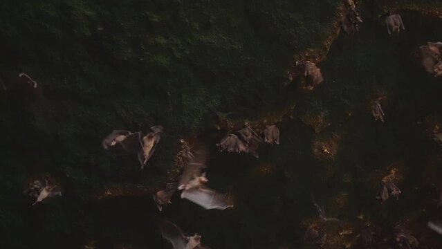 Amazingly beautiful shot inside dark stone cave with beautiful green moss and bats hanging on stone arches and flying around waving their big wings. House of bats in slow motion. film grain texture.