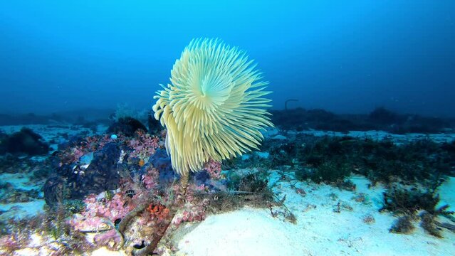 Nature underwater - Yelow spirograph in a deep seabed