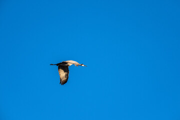 Fototapeta na wymiar sandhill crane