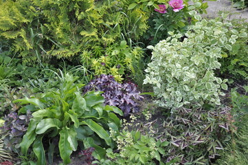 Garden flowers are blooming. Blooming flowers and plants. 