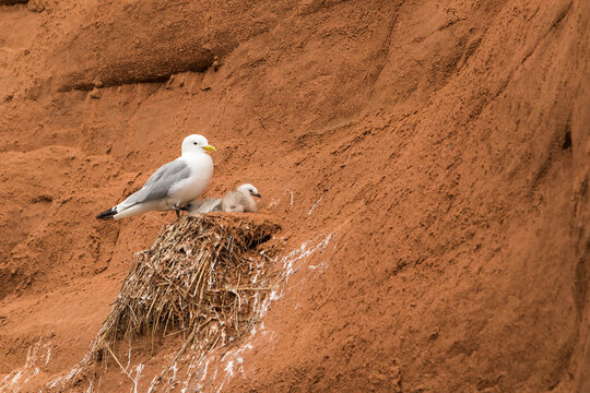 mouettes tridactyles nichant sur la falaise aux &Icirc;les-de-la-Madeleine