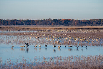 sandhill crane
