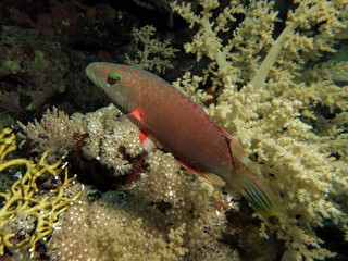  A Bandcheek wrasse Oxycheilinus digramma
