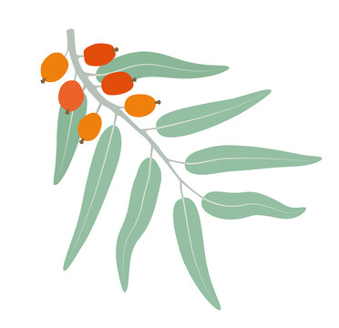 Elaeagnus orientalis or silverberry or oleaster ornamental shrub . Silverberry branch with ripe berries