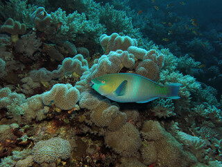 Fototapeta na wymiar Rusty parrotfish Scarus ferrugineus 