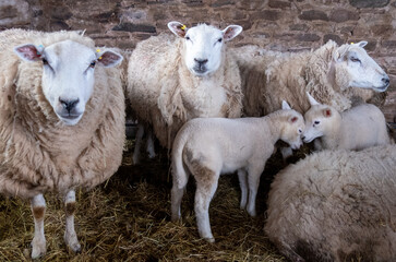 Ewes & their new born lambs