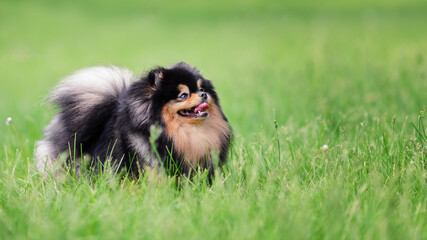 Happy pomeranian spitz dog of black and tan color on green grass at nature