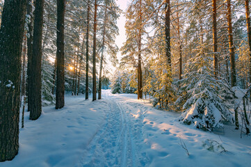 Pine trees covered with snow on frosty evening. Beautiful winter panorama - 489034804