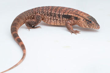 The red tegu lizard Salvator rufescens isolated on white background
