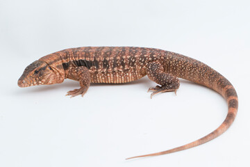 The red tegu lizard Salvator rufescens isolated on white background
