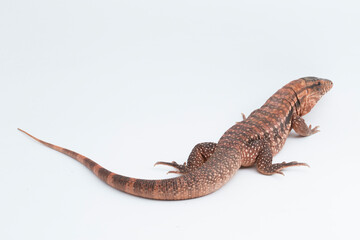 The red tegu lizard Salvator rufescens isolated on white background

