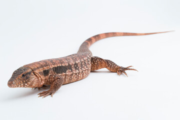 The red tegu lizard Salvator rufescens isolated on white background
