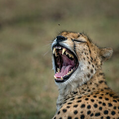 Laughing Cat