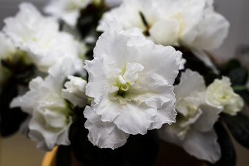 Obraz na płótnie Canvas White azalea flowers, closeup.