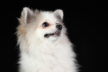 Obraz premium Portrait of cute white puppy of pomeranian spitz smiling isolated on black background