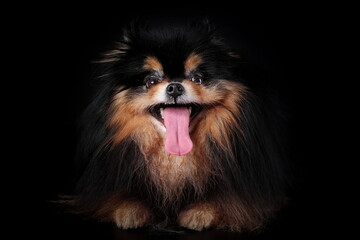Crazy funny dog of pomeranian spitz breed with tongue hanging out isolated on black background