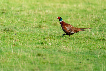 Male Ring Necked Pheasant (Phasianus colchicus) running