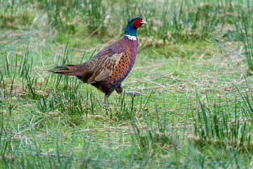 Male Ring Necked Pheasant (Phasianus colchicus) walking through tussock grass