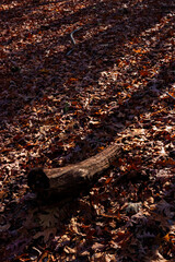 autumn leaves on the ground