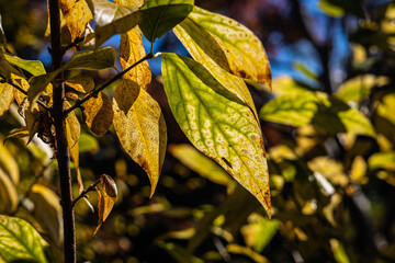 Sunlight passing through leaves that are turning from green to yellow with a bokeh background.