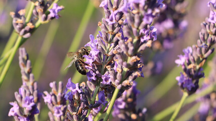 Abeja campos lavanda