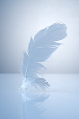 two white feathers on a light background