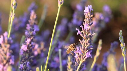 Abeja campos lavanda