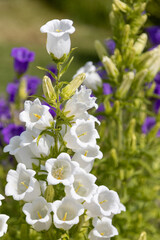 white and lilac Canterbury Bells