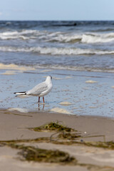 Seagulls on the beach of the Baltic Sea looking for food - obrazy, fototapety, plakaty