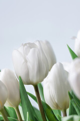 White tulips over white background. Spring tulip flowers background. Flower postcard.