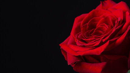 Beautiful red rose flower over black background with copy space. Greeting card with rose flower head.