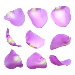 Realistic rose petals. Vector illustration with mesh gradients. EPS10.