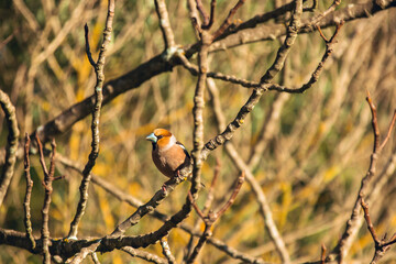 Hawfinch coconut trees sitting with pink feet on wooden stick