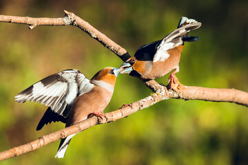 two hawfinch on tree branch peeling