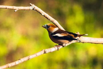 Hawfinch coconut trees sitting with pink feet on wooden stick
