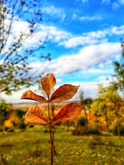 Obraz premium Dried leaves in autumn.