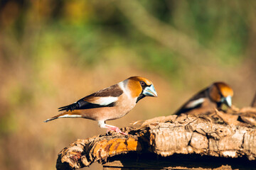 hawfinch sits on the stump. wildlife scene from nature.
