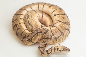bumble bee ball python regius isolated on white background
