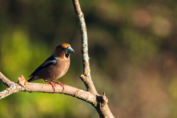 Hawfinch coconut trees sitting with pink feet on wooden stick