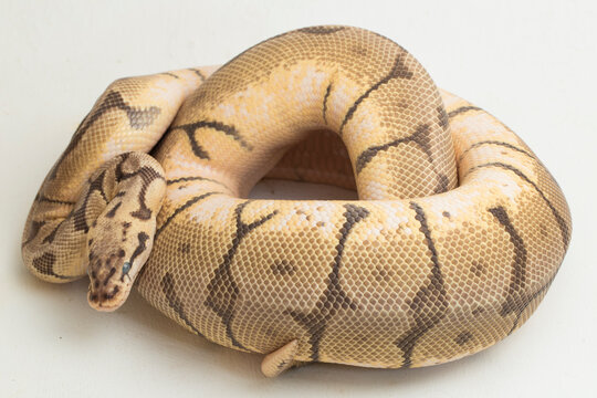 bumble bee ball python regius isolated on white background
