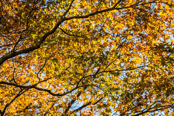 Colorful Japanese maple trees in brilliant autumn colors in a forest.