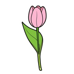 Half closed bud tulip color variation for coloring book isolated on white background