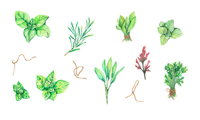 Fototapeta na wymiar Watercolor herbs set. Green herbal watercolor illustration. Set with basil, oregano,sage,mint, rosemary,parsley. Healthy food and spices.Watercolor design for web, logo, banners, packing, paper, menu