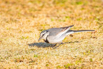 公園の中で休憩をする白いセキレイが可愛くて癒される