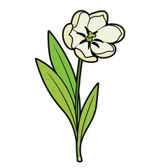 Blossoming tulip flower color variation for coloring book isolated on white background