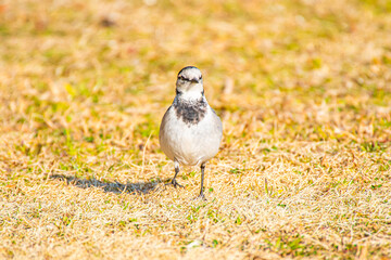 公園の中で休憩をする白いセキレイが可愛くて癒される