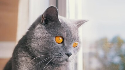 A Gray British Domestic Cat Looking Out the Window, Watching the Flying Birds. Cat is reflected in the glass. A curious thoroughbred cat with open eyes is watching the movement in rays of sunlight. - Powered by Adobe