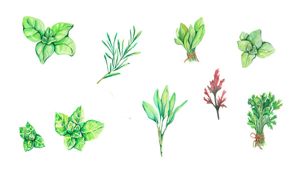 Watercolor herbs. Watercolor herbal illustration. Set watercolor herbs and plants, spices. Design with rosemary, basil, oregano, mint, sage, mizuna, parsley and garden scissors. Idea for logo, cards