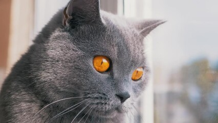 A Gray British Domestic Cat Looking Out the Window, Watching the Flying Birds. Cat is reflected in the glass. A curious thoroughbred cat with open eyes is watching the movement in rays of sunlight. - Powered by Adobe