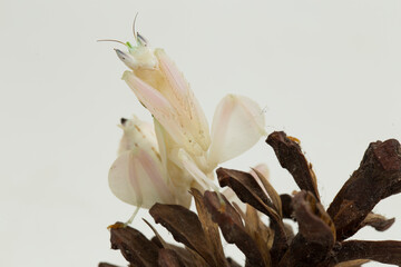 Fototapeta na wymiar orchid praying mantis hymenopus coronatus isolated on white background 